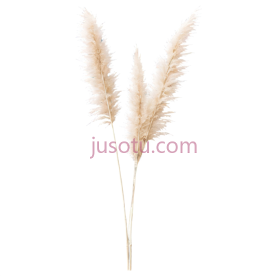 米色,蒲苇, PNG
