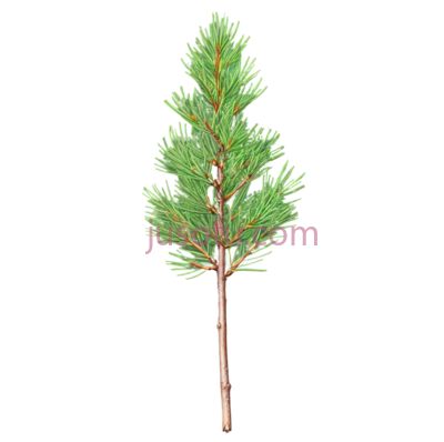 松树幼苗,绿色, PNG