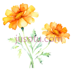 水彩画,万寿菊PNG