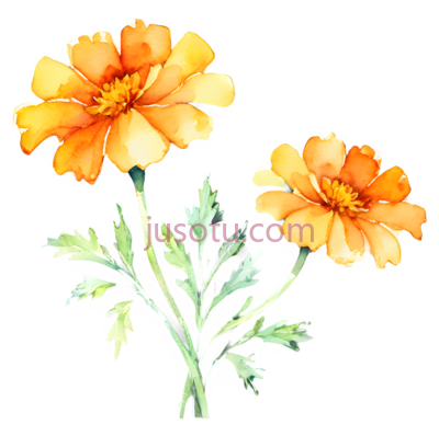 水彩画,万寿菊, PNG