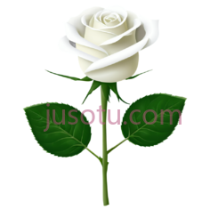 玫瑰,茎,花朵PNG