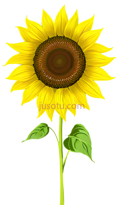 卡通向日葵,花瓣, PNG