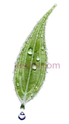 薰衣草叶,水滴, PNG