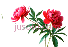 牡丹,红色PNG