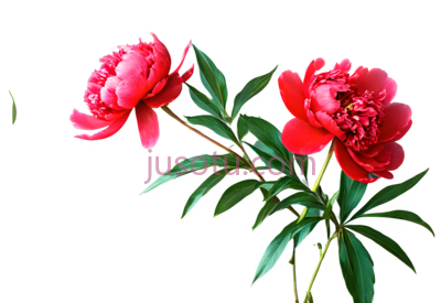 牡丹,红色, PNG