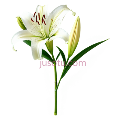 百合,自然,白色, PNG