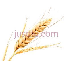 小麦穗PNG