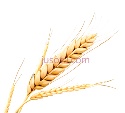小麦穗, PNG