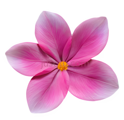 花瓣, PNG