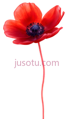 红海葵花PNG