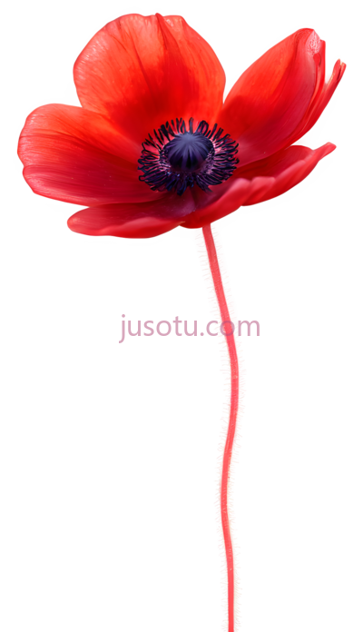红海葵花, PNG
