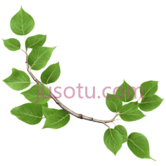 树叶,自然,绿色PNG