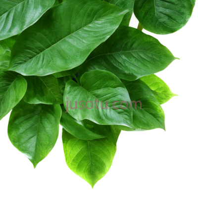绿叶,叶片, PNG