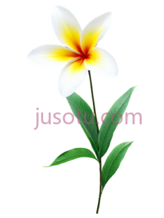 单朵花卉PNG