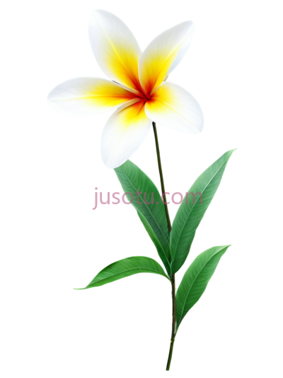 单朵花卉, PNG