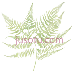 蕨类植物,插画,绿色PNG