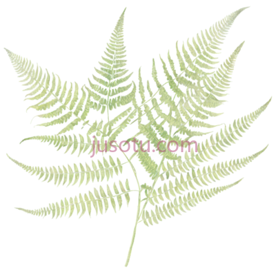 蕨类植物,插画,绿色, PNG
