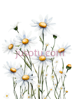 雏菊,插画,白色,黄色PNG