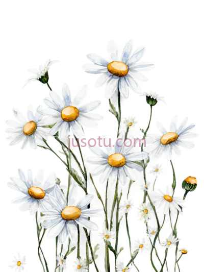 雏菊,插画,白色,黄色, PNG