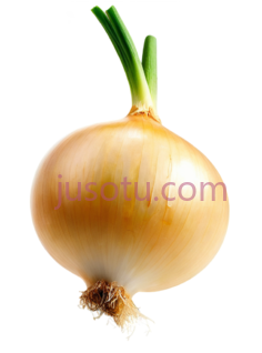 黄色洋葱PNG