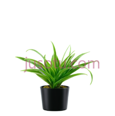 植物, PNG