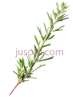 迷迭香PNG