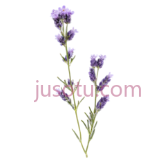 紫色薰衣草花朵PNG