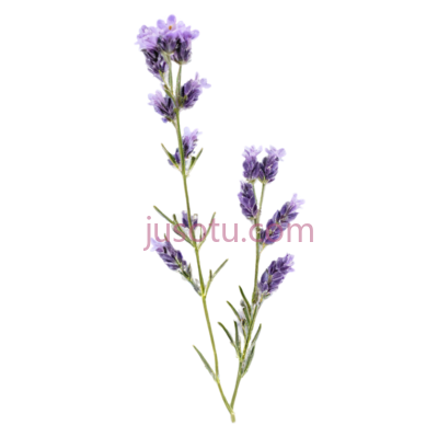 紫色薰衣草花朵, PNG