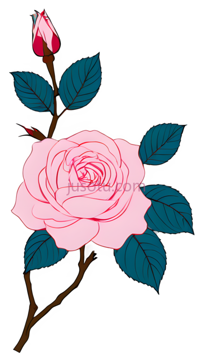 粉色玫瑰,花卉, PNG
