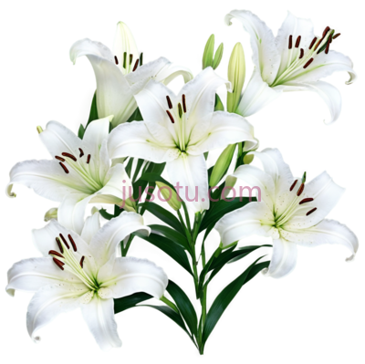 白百合, PNG