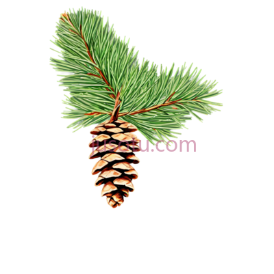 松枝,松果, PNG