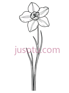 水仙花,线条画,白色PNG