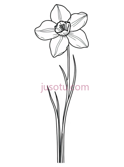 水仙花,线条画,白色, PNG