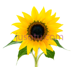 向日葵,插画,黄色PNG