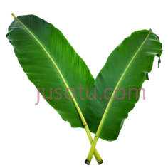 香蕉叶, PNG