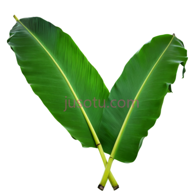 香蕉叶, PNG
