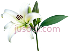 白百合,花 PNG