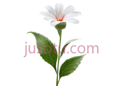 花朵盛开PNG