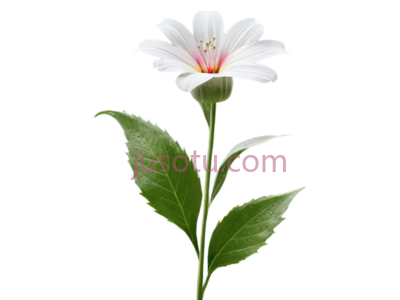 花朵盛开, PNG