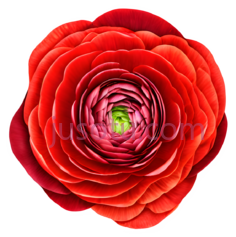 花,摄影,红色PNG