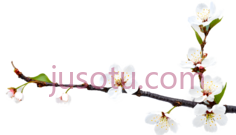 枝条,樱花PNG