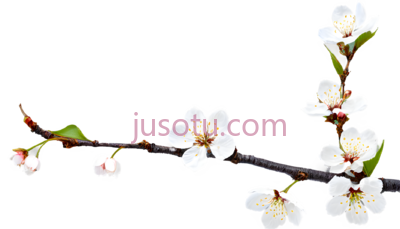 枝条,樱花, PNG