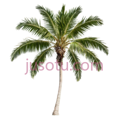 椰子树,自然,绿色PNG