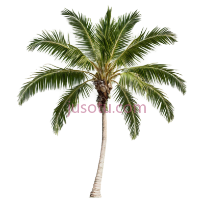 椰子树,自然,绿色, PNG
