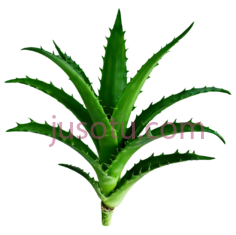 仙人掌叶,绿色PNG