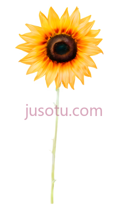 向日葵,橙色PNG