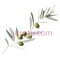 橄榄枝,绿色PNG