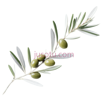 橄榄枝,绿色, PNG