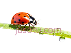 七星瓢虫, PNG
