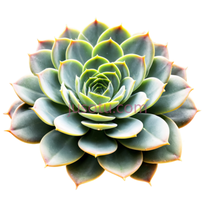 多肉植物,自然,绿色, PNG